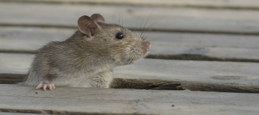 A rat in San Juan PR - Rentokil, formerly Oliver Exterminating