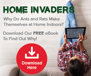 home_invaders