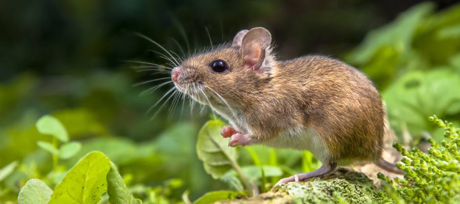 A mouse found in San Juan PR - Rentokil, formerly Oliver Exterminating