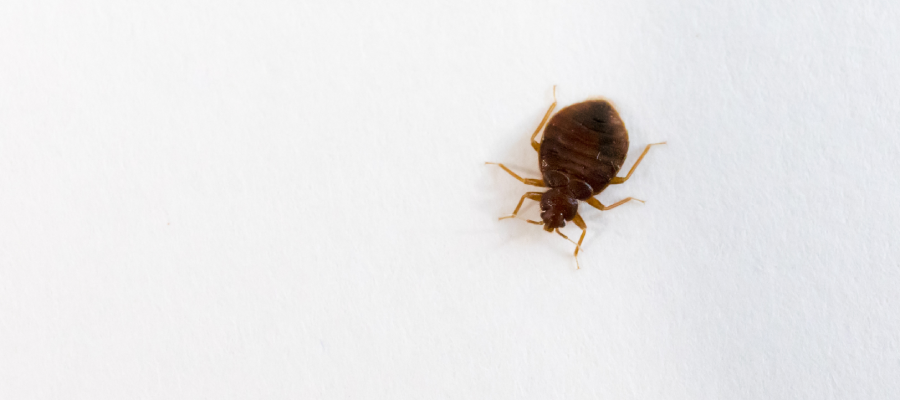 Bed bugs in Puerto Rico - Rentokil formerly Oliver Exterminating