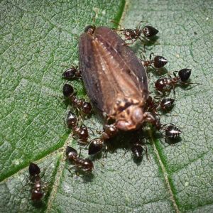 Información e identificación de hormigas acróbatas en Puerto Rico - Rentokil antes Oliver Exterminating