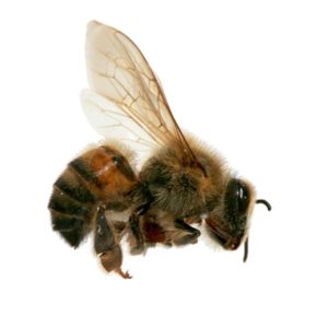 Africanized honey bee in San Juan Puerto Rico - Rentokil Formerly Oliver Exterminating