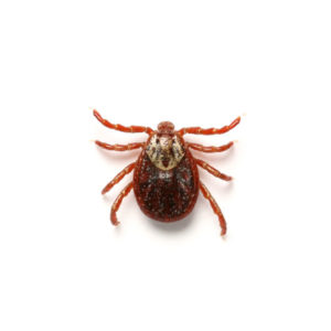 American dog tick identification in Puerto Rico - Rentokil formerly Oliver Exterminating