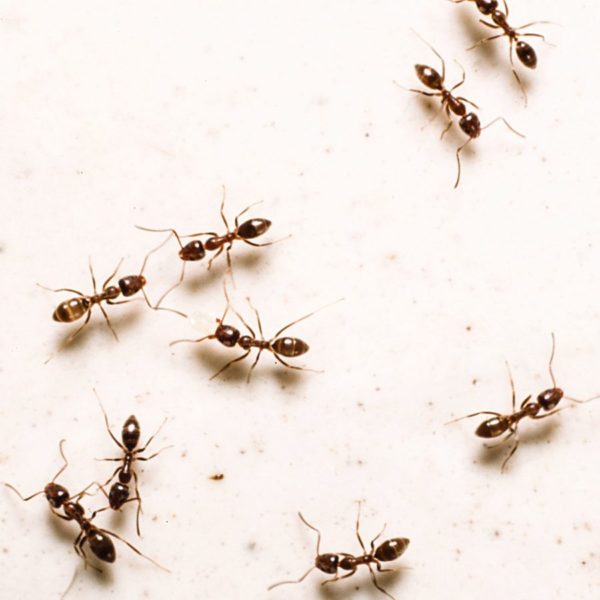 Identificación e información de hormigas argentinas en Puerto Rico - Rentokil antes Oliver Exterminating