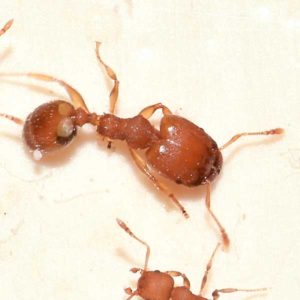 Big headed ants in Puerto Rico - Rentokil Formerly Oliver Exterminating