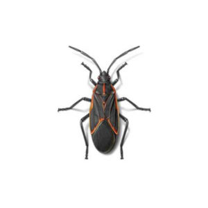 Boxelder bug identification in Puerto Rico - Rentokil formerly Oliver Exterminating
