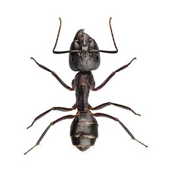 Información e identificación de la hormiga carpintera en Puerto Rico - Rentokil antes Oliver Exterminating