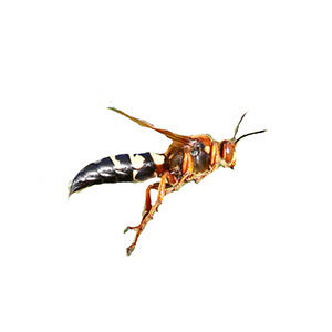 Cicada killer wasps identification in Puerto Rico - Rentokil Formerly Oliver Exterminating