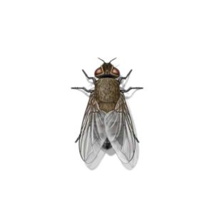 Cluster fly identification in Puerto Rico - Rentokil formerly Oliver Exterminating