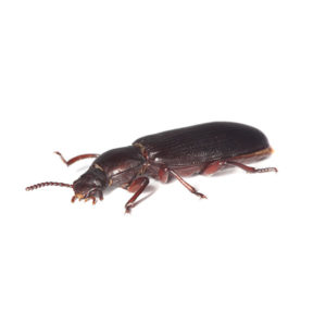 Confused flour beetle identification in Puerto Rico - Rentokil formerly Oliver Exterminating