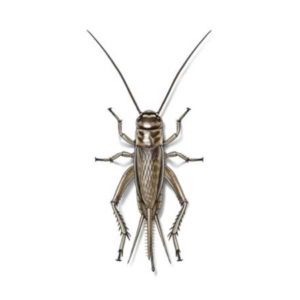 House cricket identification in Puerto Rico - Rentokil formerly Oliver Exterminating