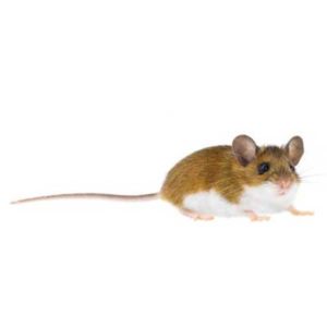 Identificación de ratón venado en Puerto Rico - Rentokil antes Oliver Exterminating
