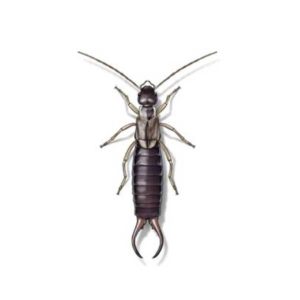 Earwig identification in Puerto Rico - Rentokil formerly Oliver Exterminating