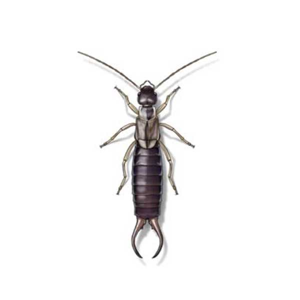 Earwig identification in Puerto Rico - Rentokil formerly Oliver Exterminating
