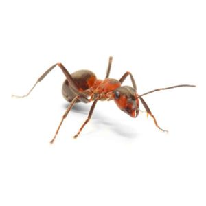 Field ant in Puerto Rico - Rentokil Formerly Oliver Exterminating
