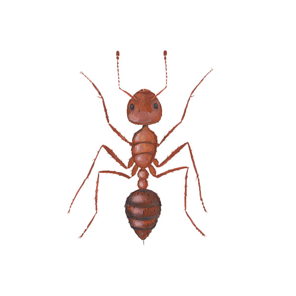 Fire ants in Puerto Rico - Rentokil Formerly Rentokil Exterminating