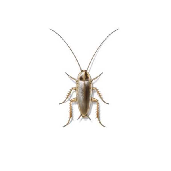 German cockroach identification in Puerto Rico - Rentokil formerly Oliver Exterminating