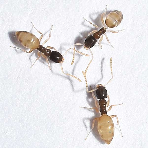 Ghost ants in Puerto Rico - Rentokil Formerly Oliver Exterminating