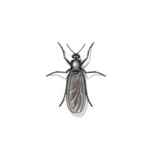 Gnat/midge flies in Puerto Rico - Rentokil formerly Oliver Exterminating
