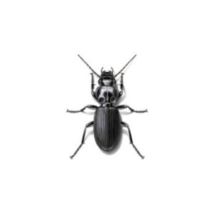 Ground beetles in Puerto Rico - Rentokil Formerly Oliver Exterminating