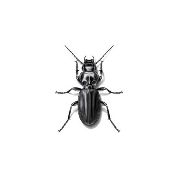 Ground beetles in Puerto Rico - Rentokil Formerly Oliver Exterminating