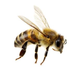 Honey bee identification in Puerto Rico - Rentokil Formerly Oliver Exterminating