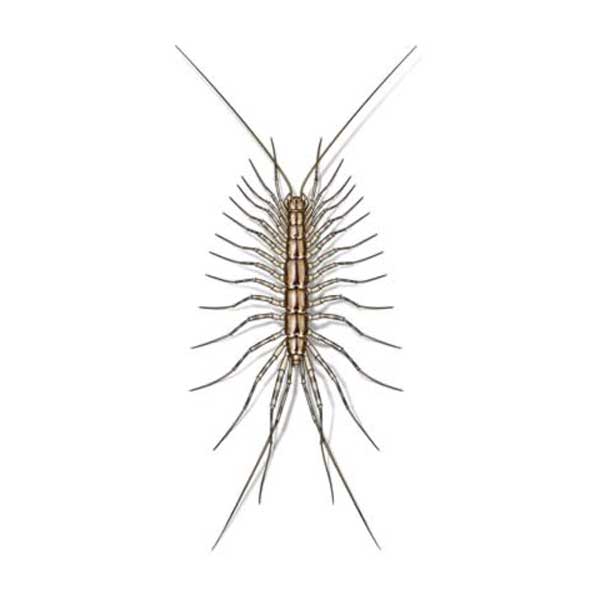 House centipede identification in Puerto Rico - Rentokil formerly Oliver Exterminating