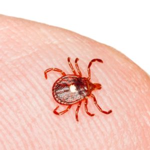 Lone star tick identification in Puerto Rico - Rentokil formerly Oliver Exterminating
