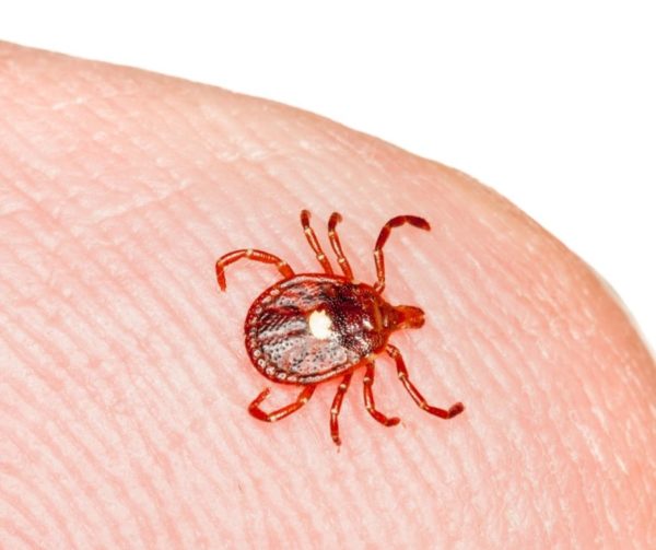 Lone star tick identification in Puerto Rico - Rentokil formerly Oliver Exterminating
