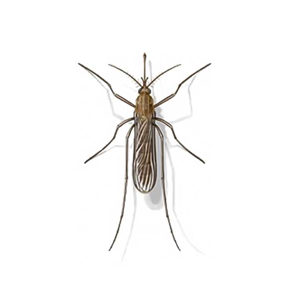 Mosquito identification and dangers in Puerto Rico - Rentokil formerly Oliver Exterminating.