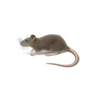 Identificación de ratas noruegas en Puerto Rico - Rentokil antes Oliver Exterminating