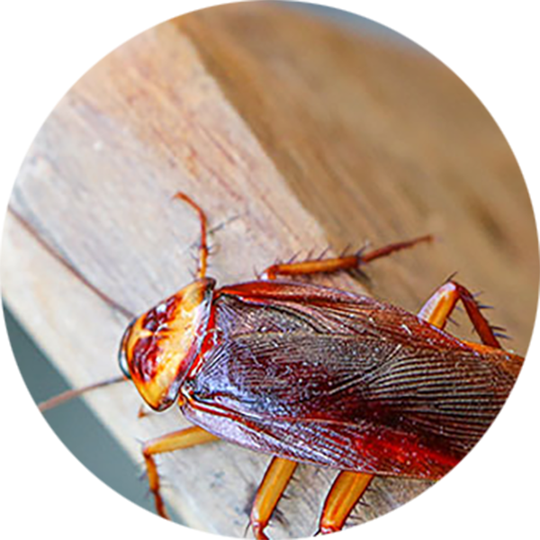 Cockroach Pest Control in Puerto Rico; Rentokil formerly Oliver Exterminating
