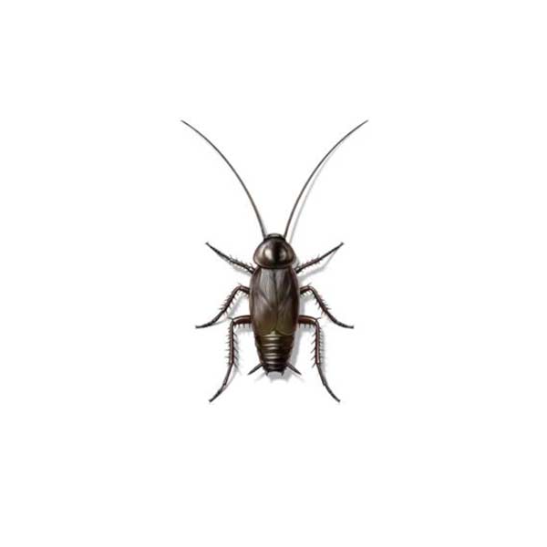 Oriental cockroach identification in Puerto Rico - Rentokil formerly Oliver Exterminating