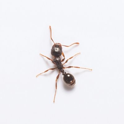 Información e identificación de hormigas de pavimento en Puerto Rico - Rentokil antes Oliver Exterminating