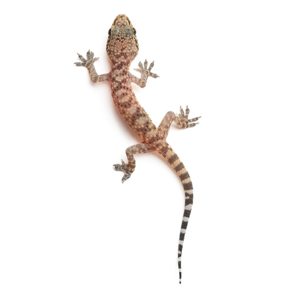 Gecko identification in Puerto Rico - Rentokil formerly Oliver Exterminating