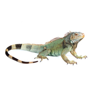 Iguana identification in Puerto Rico - Rentokil formerly Oliver Exterminating