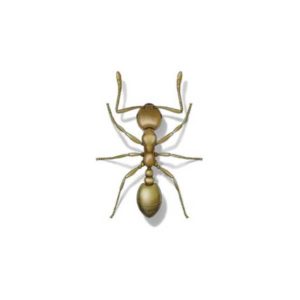 Identificación e información de la hormiga faraón en Puerto Rico - Rentokil antes Exterminating