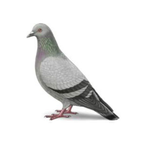 Pigeons in San Juan and Ponce Puerto Rico - Rentokil formerly Oliver Exterminating