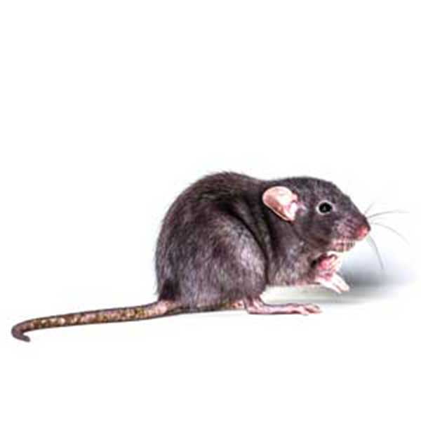 Identificación de ratas de los tejados en Puerto Rico - Rentokil antes Oliver Exterminating