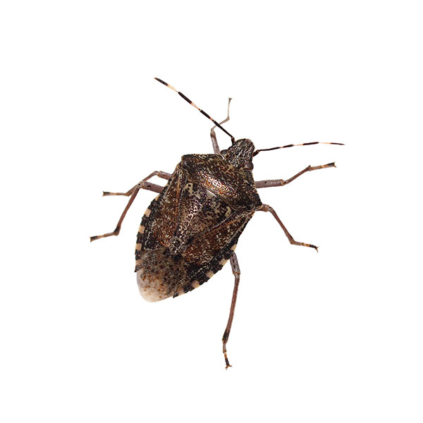 Stink bug identification in Puerto Rico - Rentokil formerly Oliver Exterminating
