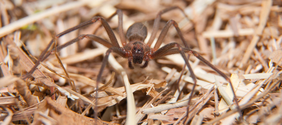 Brown recluse spiders are dangerous in Puerto Rico - Oliver Exterminating