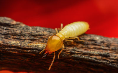 Termites can infest Puerto Rico homes in the fall and winter - Rentokil formerly Oliver Exterminating