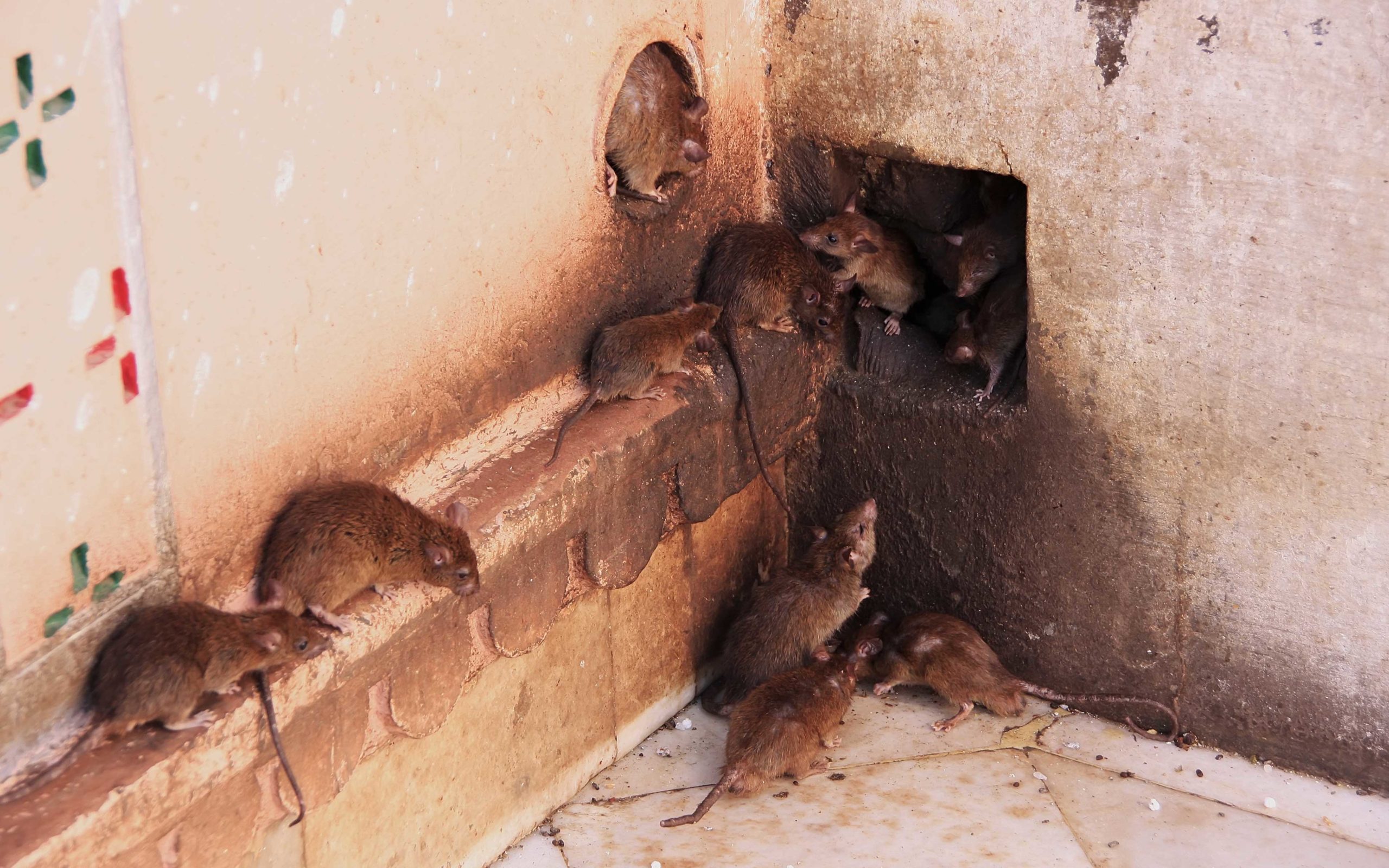 Rats invading a building in Puerto Rico - Rentokil