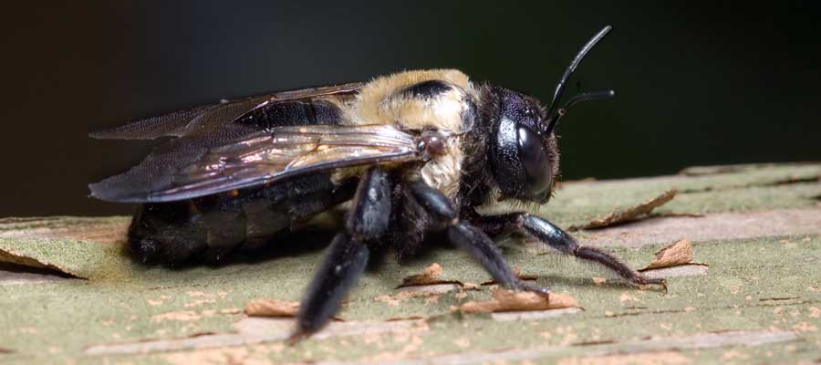 Carpenter bees rarely sting people in Puerto Rico - Rentokil formerly Oliver Exterminating