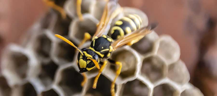 What paper wasps look like in San Juan PR - Rentokil, formerly Oliver Exterminating