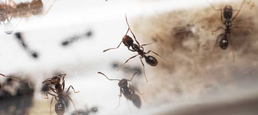 An ant infestation in San Juan PR - Rentokil formerly Oliver's Exterminating 