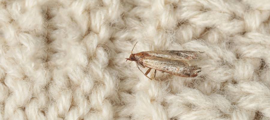 A clothes moth in San Juan PR - Rentokil, formerly Oliver Exterminating