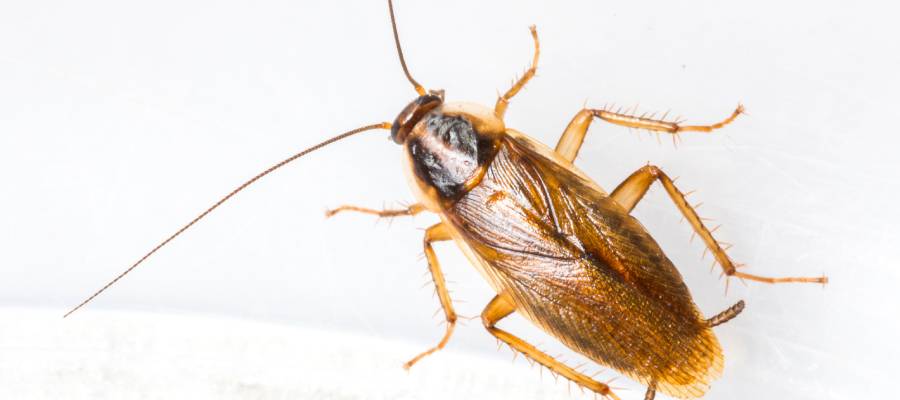 A German cockroach in San Juan PR - Rentokil, formerly Oliver Exterminating
